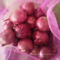2020 New Crop Fresh Red Onion Price for Qatar